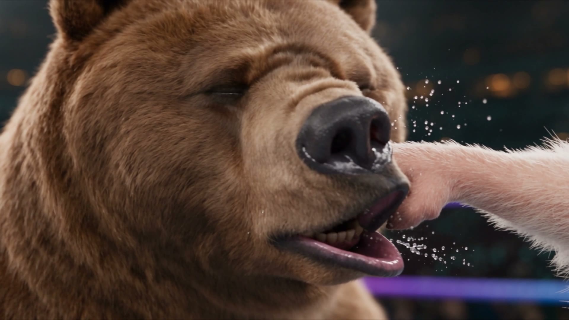 The Bear